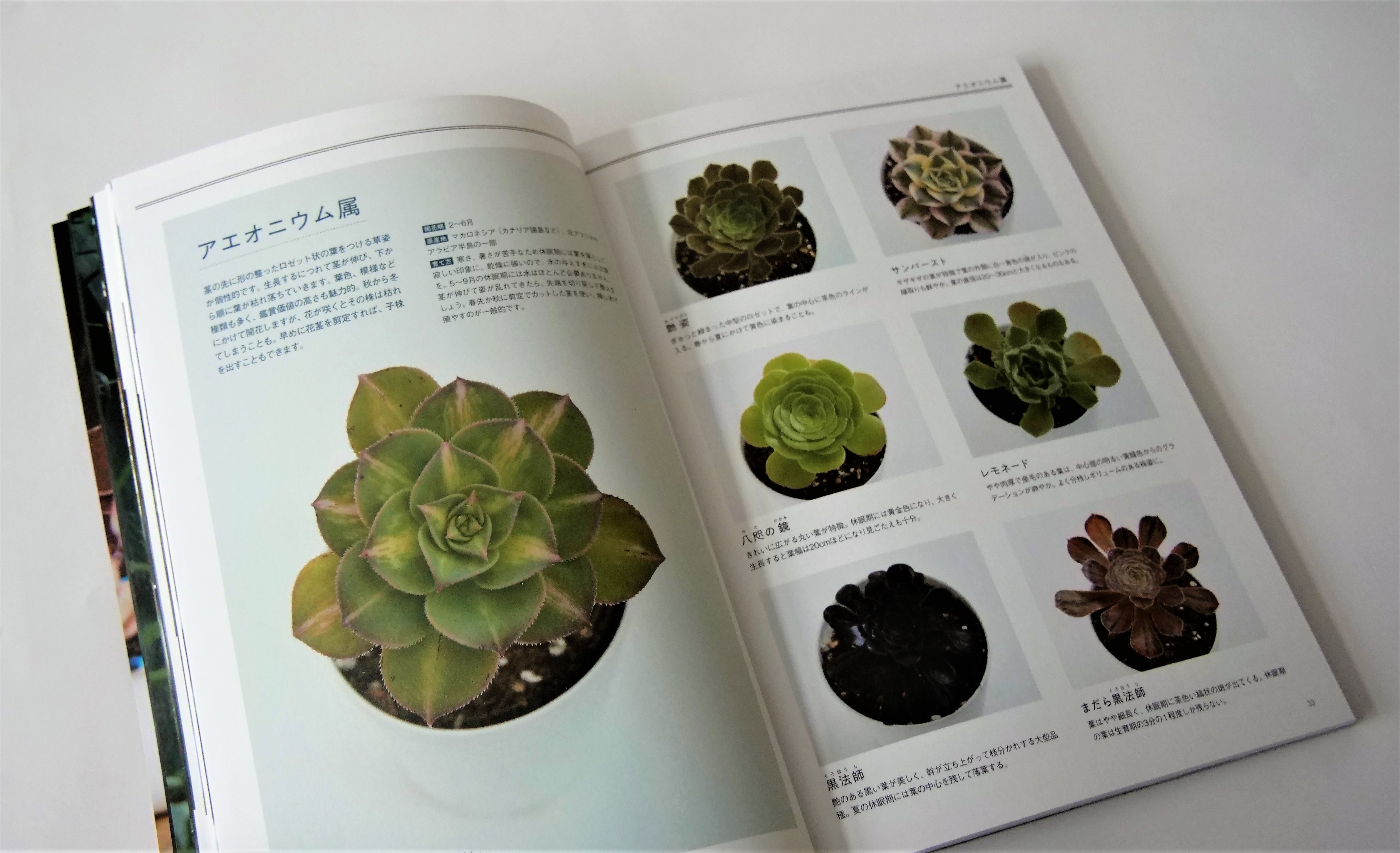 美しい写真とともに、多肉植物を存分に堪能できる一冊。全体的に