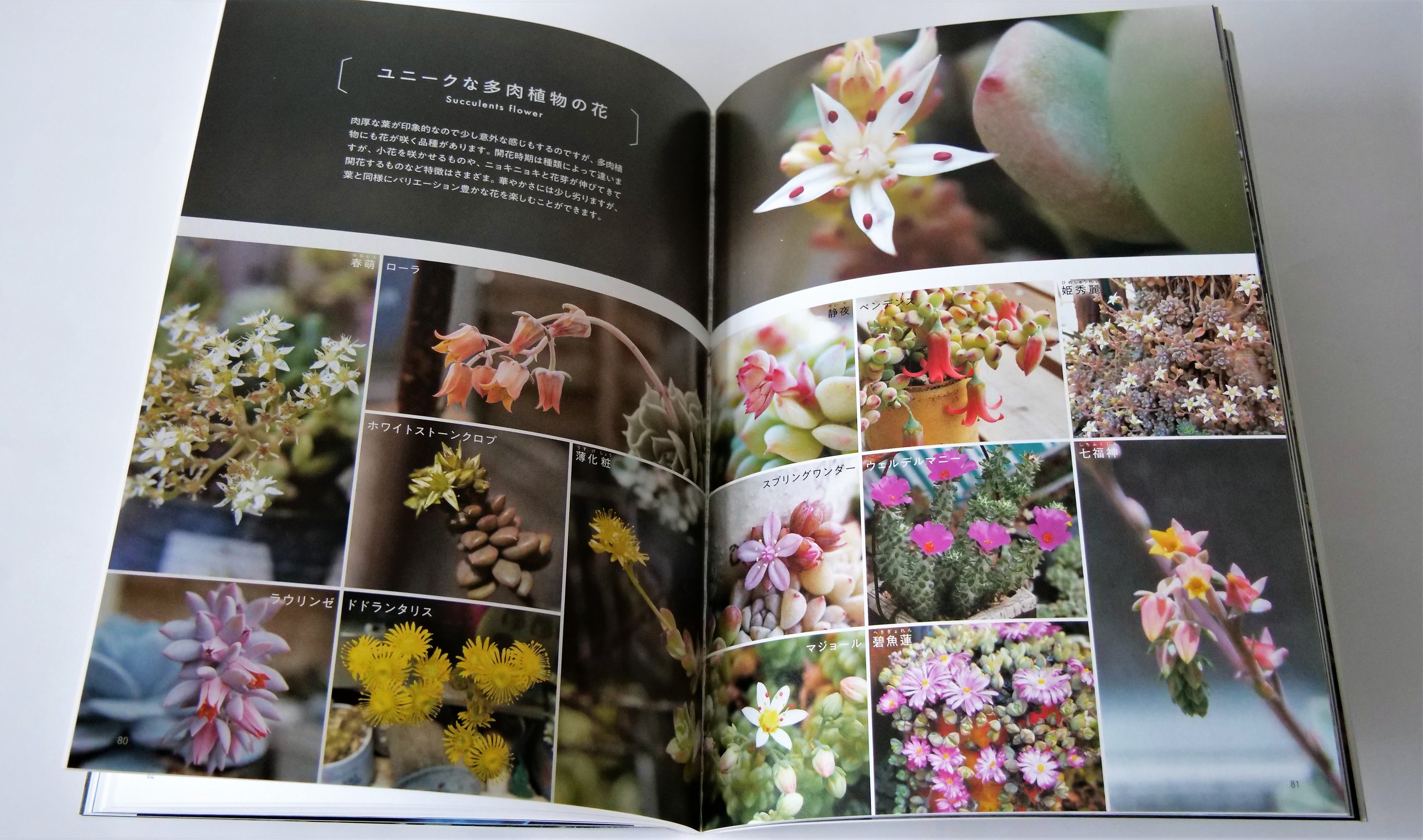 美しい写真とともに、多肉植物を存分に堪能できる一冊。全体的に