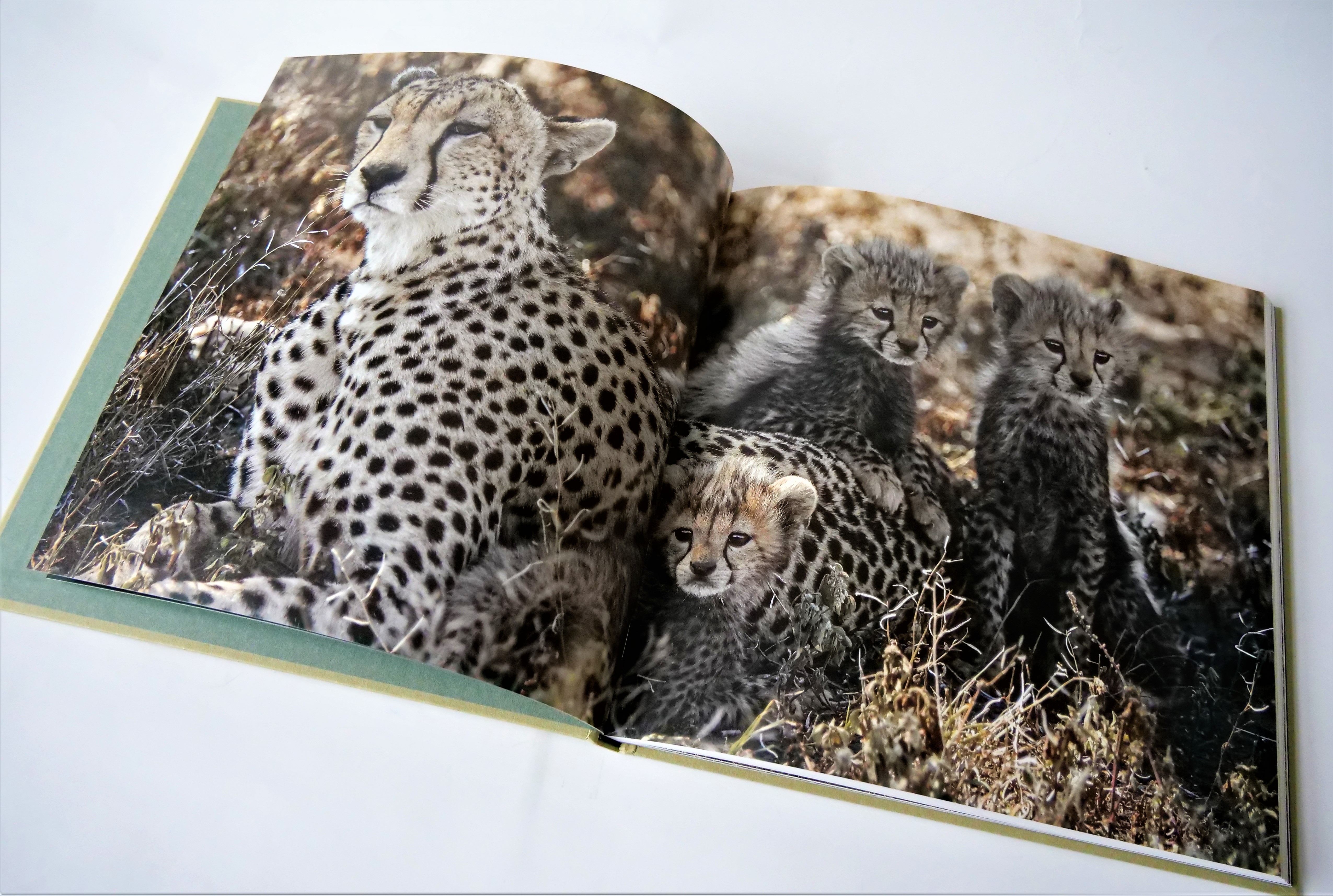 【絶版】「ENCYCLOPEDIA OF THINGS」写真集 Illustrations of the Strange, Mysterious, and Bizarre for